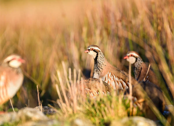 08 Chinchon Partridge Shooting Spain