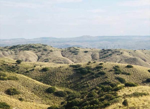 15 Chinchon Partridge Shooting Spain